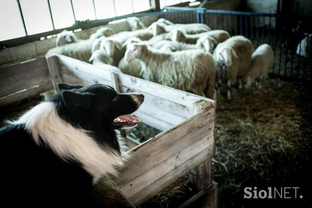 Tourist Farm Kladje Villa Ljubno Exteriör bild